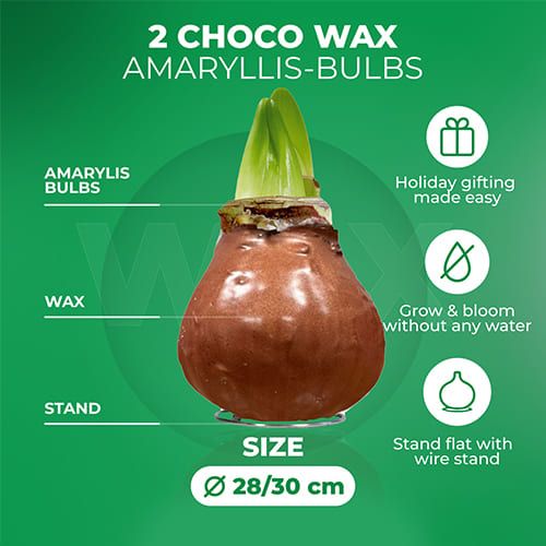 Dutch Bulbs Choco Wax Amaryllis Bulbs, 2 Wax Flower Bulbs Amarylia