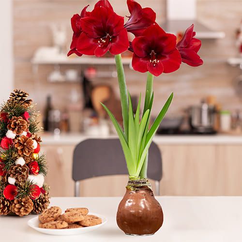 Dutch Bulbs Choco Wax Amaryllis Bulbs, 2 Wax Flower Bulbs Amarylia