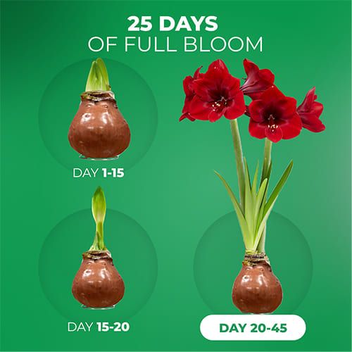 Dutch Bulbs Choco Wax Amaryllis Bulbs, 2 Wax Flower Bulbs Amarylia