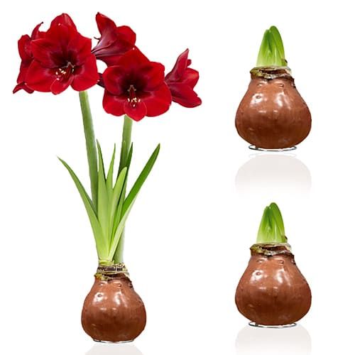 Dutch Bulbs Choco Wax Amaryllis Bulbs, 2 Wax Flower Bulbs Amarylia