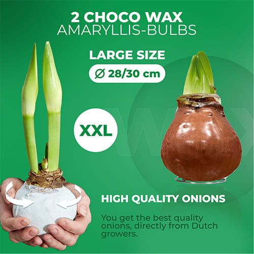 Dutch Bulbs Choco Wax Amaryllis Bulbs, 2 Wax Flower Bulbs Amarylia