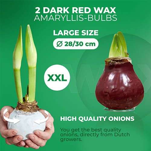 Dutch Bulbs Dark Red Wax Amaryllis Bulbs, 2 Wax Flower Bulbs Amarylia