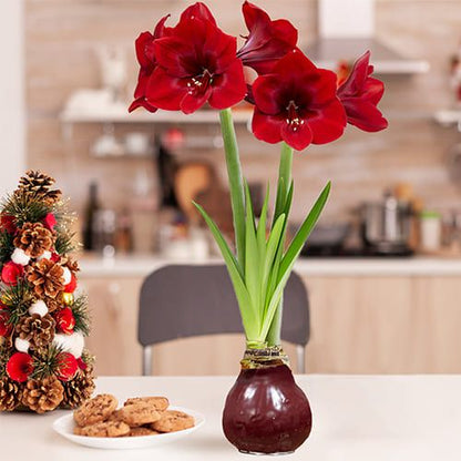 Dutch Bulbs Dark Red Wax Amaryllis Bulbs, 2 Wax Flower Bulbs Amarylia