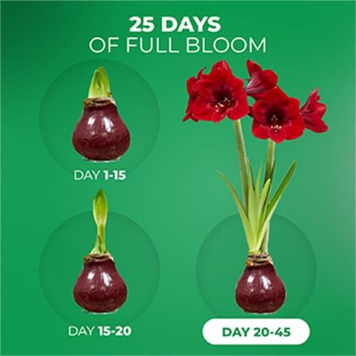 Dutch Bulbs Dark Red Wax Amaryllis Bulbs, 2 Wax Flower Bulbs Amarylia