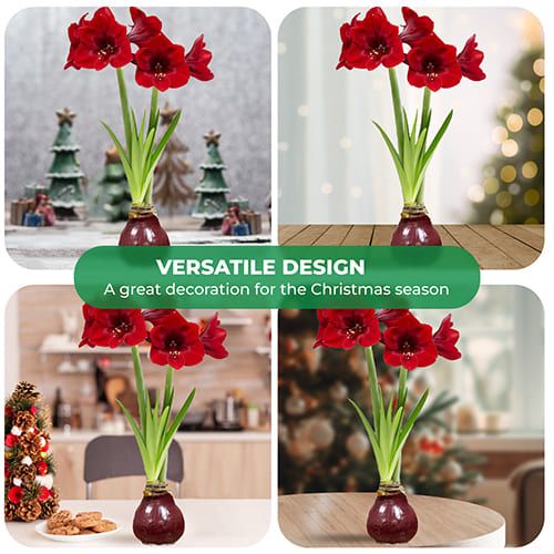 Dutch Bulbs Dark Red Wax Amaryllis Bulbs, 2 Wax Flower Bulbs Amarylia