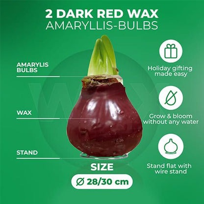 Dutch Bulbs Dark Red Wax Amaryllis Bulbs, 2 Wax Flower Bulbs Amarylia