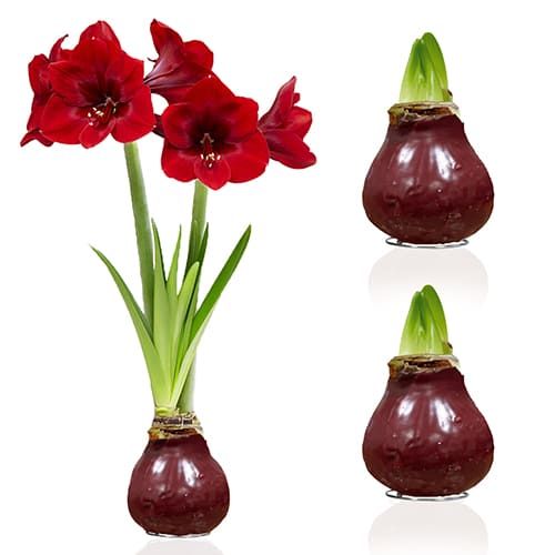 Dutch Bulbs Dark Red Wax Amaryllis Bulbs, 2 Wax Flower Bulbs Amarylia