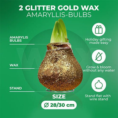 Dutch Bulbs Glitter Gold Wax Amaryllis Bulbs, 2 Wax Flower Bulbs Amarylia