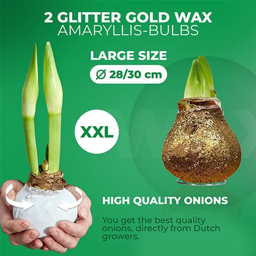 Dutch Bulbs Glitter Gold Wax Amaryllis Bulbs, 2 Wax Flower Bulbs Amarylia