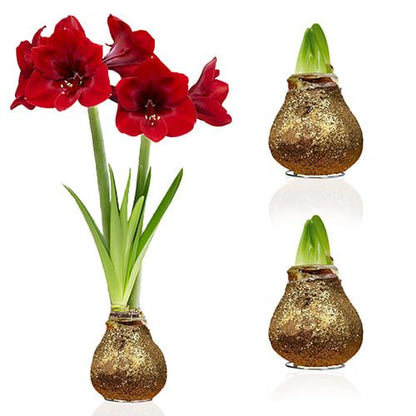 Dutch Bulbs Glitter Gold Wax Amaryllis Bulbs, 2 Wax Flower Bulbs Amarylia