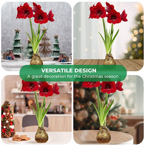 Dutch Bulbs Glitter Gold Wax Amaryllis Bulbs, 2 Wax Flower Bulbs Amarylia