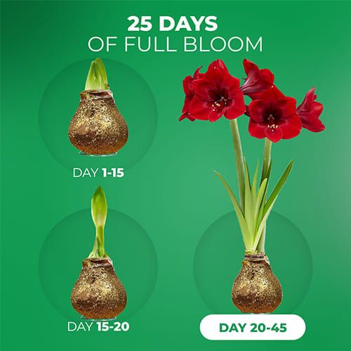 Dutch Bulbs Glitter Gold Wax Amaryllis Bulbs, 2 Wax Flower Bulbs Amarylia