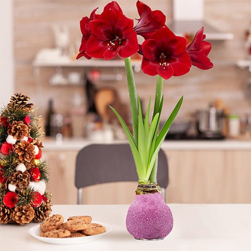 Dutch Bulbs Glitter Pink Wax Amaryllis Bulbs, 2 Wax Flower Bulbs Amarylia