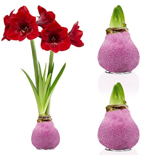 Dutch Bulbs Glitter Pink Wax Amaryllis Bulbs, 2 Wax Flower Bulbs Amarylia