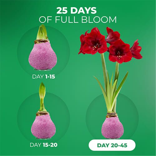 Dutch Bulbs Glitter Pink Wax Amaryllis Bulbs, 2 Wax Flower Bulbs Amarylia