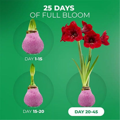 Dutch Bulbs Glitter Pink Wax Amaryllis Bulbs, 2 Wax Flower Bulbs Amarylia