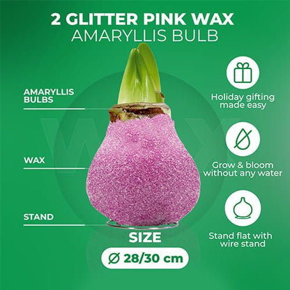 Dutch Bulbs Glitter Pink Wax Amaryllis Bulbs, 2 Wax Flower Bulbs Amarylia