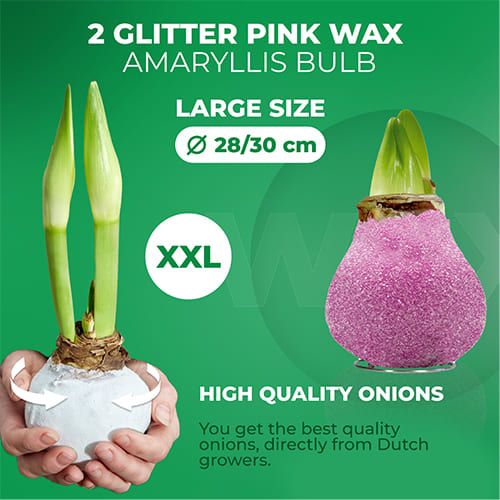 Dutch Bulbs Glitter Pink Wax Amaryllis Bulbs, 2 Wax Flower Bulbs Amarylia