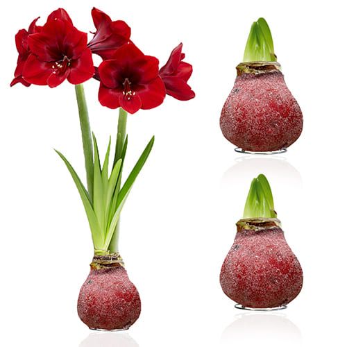 Dutch Bulbs Glitter Red Wax Amaryllis Bulbs, 2 Wax Flower Bulbs Amarylia