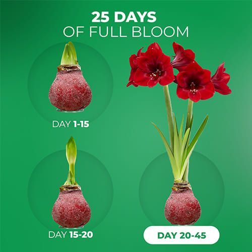 Dutch Bulbs Glitter Red Wax Amaryllis Bulbs, 2 Wax Flower Bulbs Amarylia