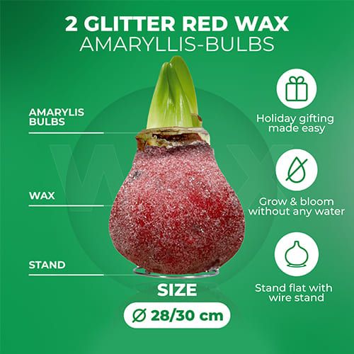 Dutch Bulbs Glitter Red Wax Amaryllis Bulbs, 2 Wax Flower Bulbs Amarylia