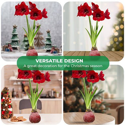 Dutch Bulbs Glitter Red Wax Amaryllis Bulbs, 2 Wax Flower Bulbs Amarylia