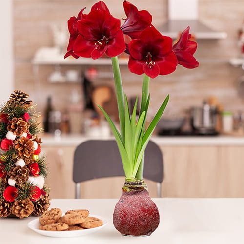 Dutch Bulbs Glitter Red Wax Amaryllis Bulbs, 2 Wax Flower Bulbs Amarylia