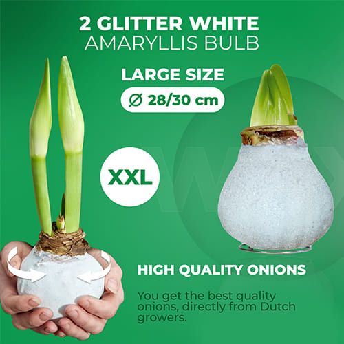 Dutch Bulbs Glitter White Wax Amaryllis Bulbs, 2 Wax Flower Bulbs Amarylia