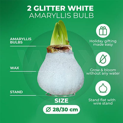 Dutch Bulbs Glitter White Wax Amaryllis Bulbs, 2 Wax Flower Bulbs Amarylia