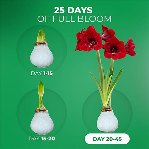 Dutch Bulbs Glitter White Wax Amaryllis Bulbs, 2 Wax Flower Bulbs Amarylia