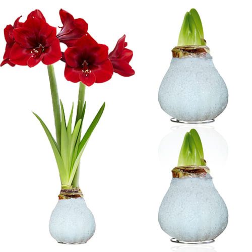 Dutch Bulbs Glitter White Wax Amaryllis Bulbs, 2 Wax Flower Bulbs Amarylia