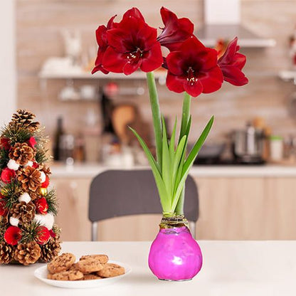 Dutch Bulbs Pink Wax Amaryllis Bulb, 2 Bulbs Amarylia