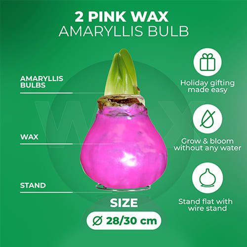 Dutch Bulbs Pink Wax Amaryllis Bulb, 2 Bulbs Amarylia