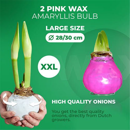 Dutch Bulbs Pink Wax Amaryllis Bulb, 2 Bulbs Amarylia