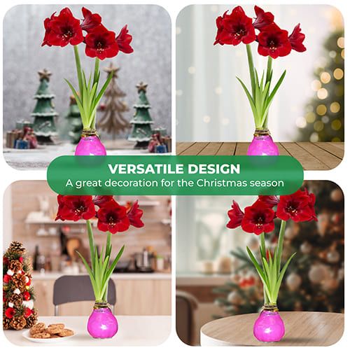 Dutch Bulbs Pink Wax Amaryllis Bulb, 2 Bulbs Amarylia