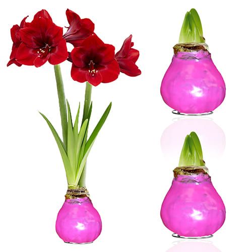 Dutch Bulbs Pink Wax Amaryllis Bulb, 2 Bulbs Amarylia