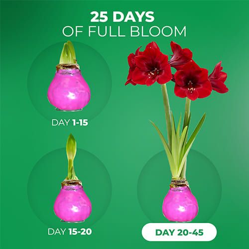 Dutch Bulbs Pink Wax Amaryllis Bulb, 2 Bulbs Amarylia