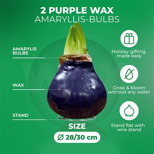 Dutch Bulbs Purple Wax Amaryllis Bulbs, 2 Wax Flower Bulbs Amarylia