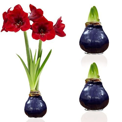 Dutch Bulbs Purple Wax Amaryllis Bulbs, 2 Wax Flower Bulbs Amarylia