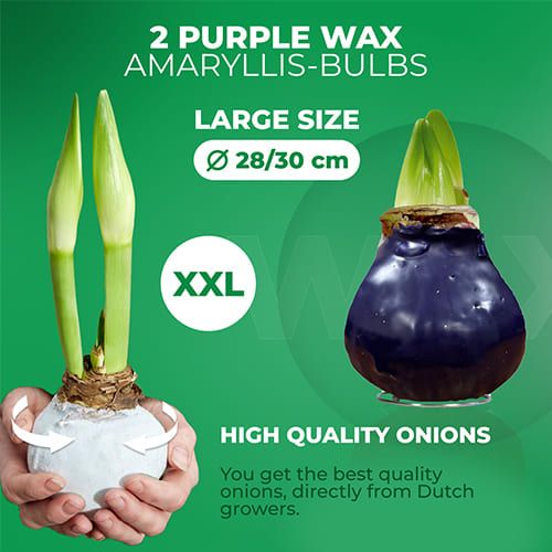 Dutch Bulbs Purple Wax Amaryllis Bulbs, 2 Wax Flower Bulbs Amarylia