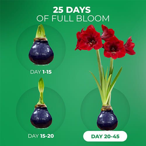 Dutch Bulbs Purple Wax Amaryllis Bulbs, 2 Wax Flower Bulbs Amarylia