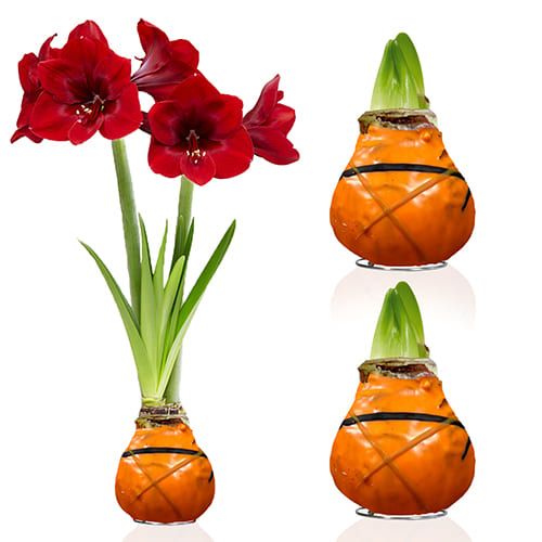 Dutch Bulbs Striped Orange Wax Amaryllis Bulbs, 2 Wax Flower Bulbs Amarylia