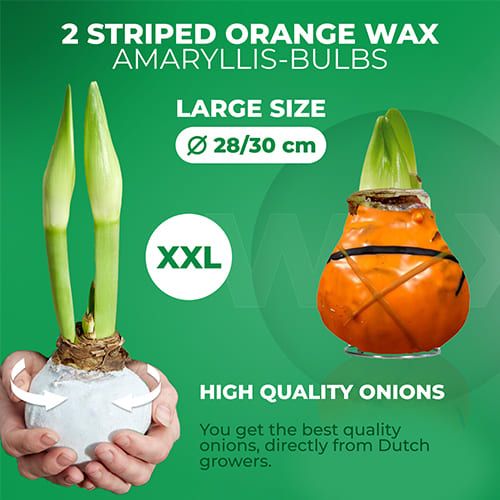 Dutch Bulbs Striped Orange Wax Amaryllis Bulbs, 2 Wax Flower Bulbs Amarylia