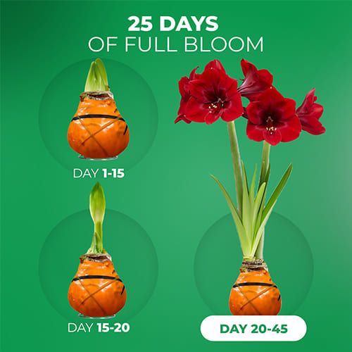 Dutch Bulbs Striped Orange Wax Amaryllis Bulbs, 2 Wax Flower Bulbs Amarylia