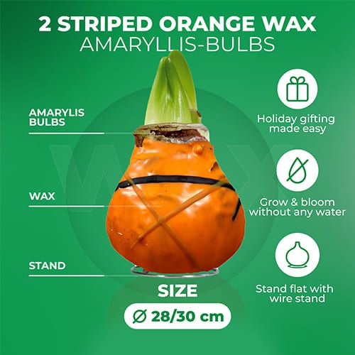 Dutch Bulbs Striped Orange Wax Amaryllis Bulbs, 2 Wax Flower Bulbs Amarylia