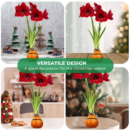 Dutch Bulbs Striped Orange Wax Amaryllis Bulbs, 2 Wax Flower Bulbs Amarylia