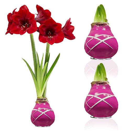 Dutch Bulbs Striped Purple Wax Amaryllis Bulbs, 2 Wax Flower Bulbs Amarylia