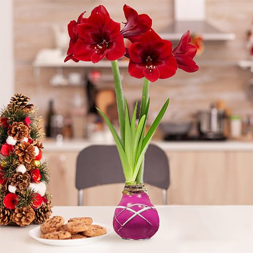 Dutch Bulbs Striped Purple Wax Amaryllis Bulbs, 2 Wax Flower Bulbs Amarylia