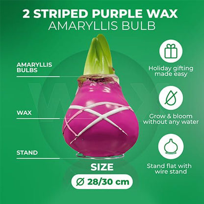 Dutch Bulbs Striped Purple Wax Amaryllis Bulbs, 2 Wax Flower Bulbs Amarylia