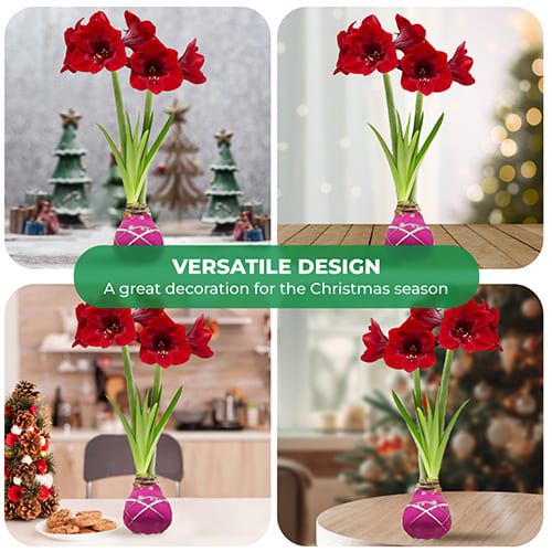 Dutch Bulbs Striped Purple Wax Amaryllis Bulbs, 2 Wax Flower Bulbs Amarylia